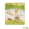 Educatief Speelgoed - Levenscyclus Van Een Mug (Mosquito)