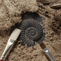 Yellow Door Sensomotorische Speelstenen - Fossielen, Set Van 8 -Speelwereld Aanbiedingen Winkel yellow door sensomotorische speelstenen fossielen 2